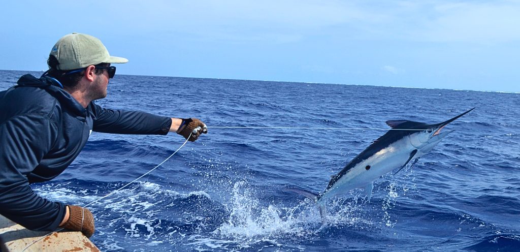 Marlin Jumping
