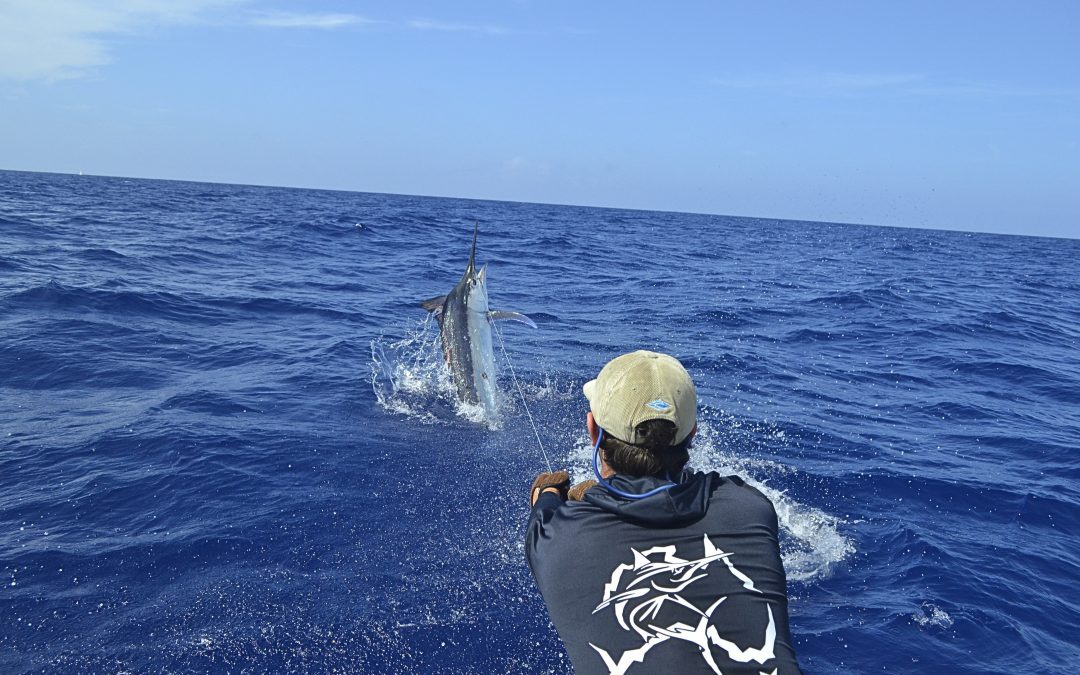 Viking Marlin Jumping